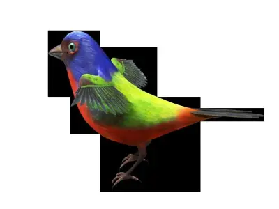 Bunting Bird Low-poly 3D model