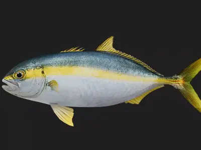 Trevally Low-poly 3D model