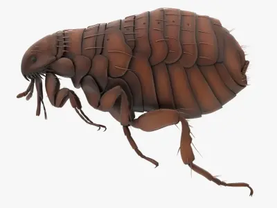 Realistic Flea Low-poly 3D model