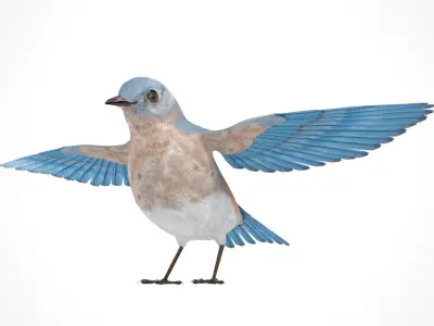 3D Bird Pack Eastern Bluebird Male and Female Low-poly 3D model