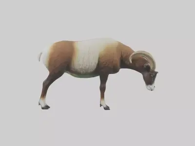 Mouflon sheep grazing model Low-poly 3D model