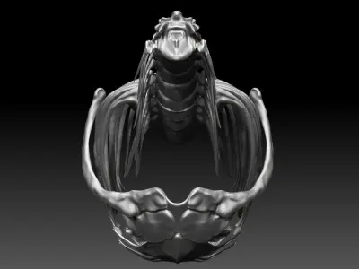 Dinosaur Tarbosaurus Bataar Rib and  Neck Set Skeletons 3D model