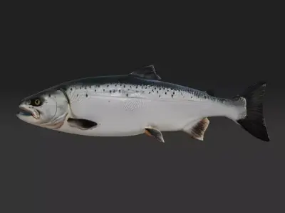 3d salmon fish Low-poly 3D model