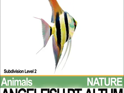 Angelfish Pt Altum 3D model