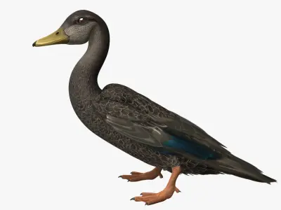 Anas Rubripes "American Black Duck" 3D model