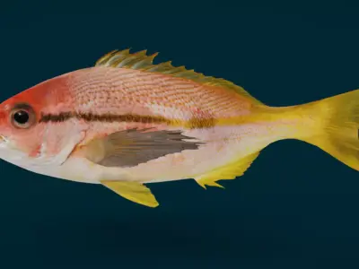 Realistic Spotstripe Snapper Animated 3D model