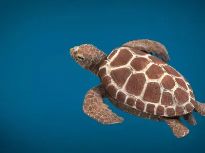 TURTLE sea Low-poly 3D model