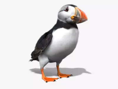 Puffin bird Low-poly 3D model