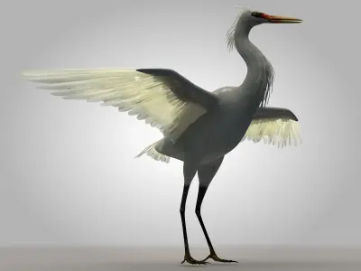 Egretta eulophotes Egret Bird Low-poly 3D model
