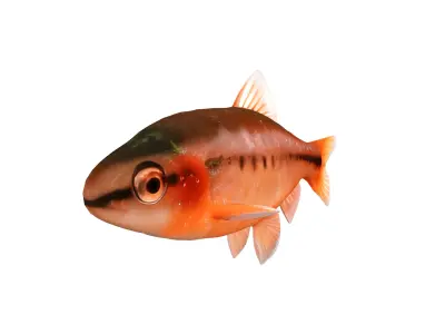 Aquarium Fish Collection - 17 Set 3D model