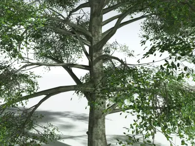 EVERYPlant Idiot Fruit Tree LowPoly Low-poly 3D model