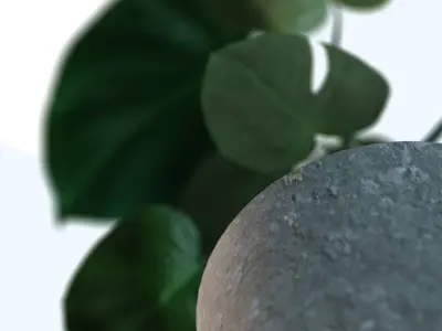 Monstera House Plant High Poly 3D model