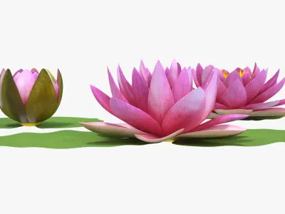 Nymphaea Siam Purple Leaf Set 3D model