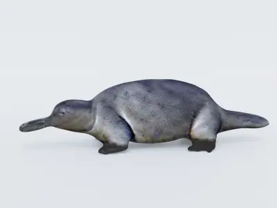 Platypus Free 3D model