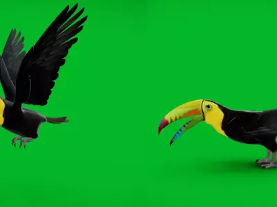 Keel Billed Toucan Bird Low-poly 3D model