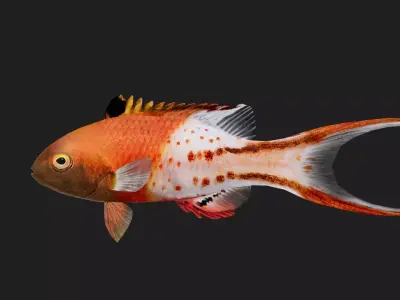 Wrasse Low-poly 3D model