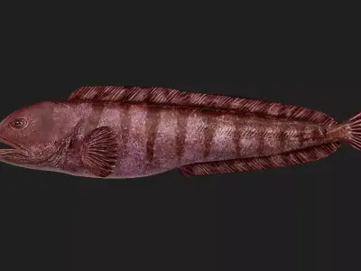 Wolffish Low-poly 3D model
