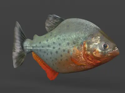 Piranha Fish 3D model