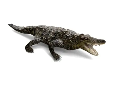 Crocodile 3D Model low poly alligator Low-poly 3D model