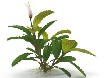Bucephalandra 3D model