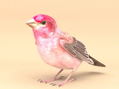 3D Bird Pack Purple Finch Male and Female Low-poly 3D model Low-poly 3D model