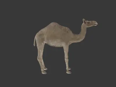 Camel 3D Model Rigged and Animated Low-poly 3D model