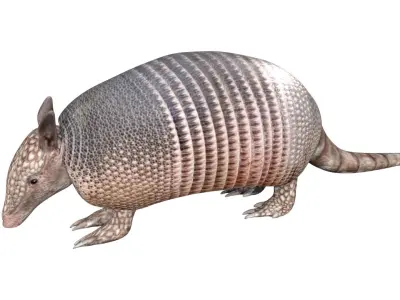 Armadillo Low-poly 3D model