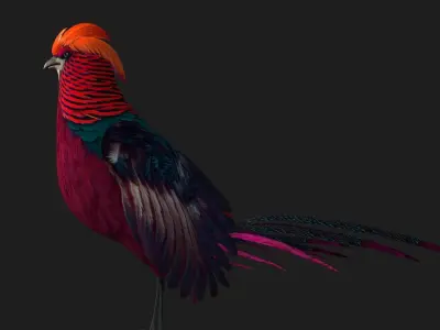 Pheasant A3 3D model