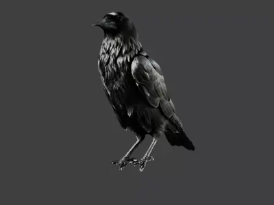 Crow Bird Low-poly 3D model