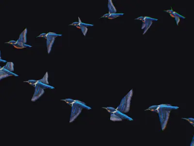 Kingfisher Flock Animated Bird Swarm Hummingbird Shoal Birds Low-poly 3D model