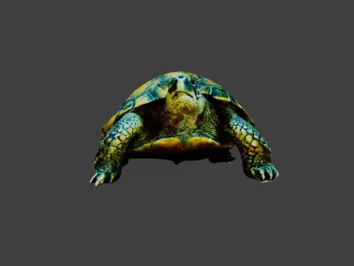 Turtle - Tortoise Low-poly 3D model