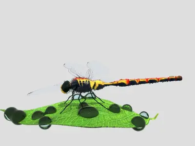Dragonfly on leaf 3D model