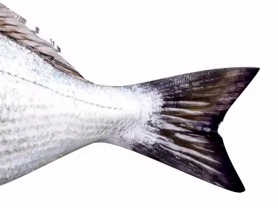 Bream Fish Low-poly 3D model