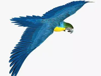 Macaw ANIMATED 3D model