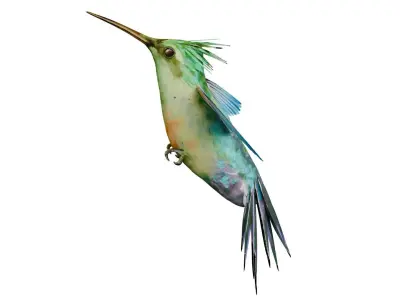 Humming Bird 3D model