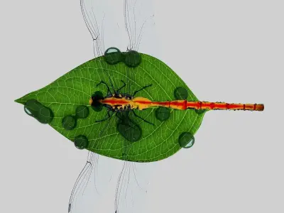 Dragonfly on leaf 3D model