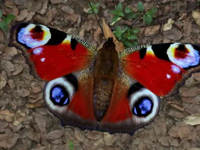 beautiful peacock butterfly Low-poly 3D model