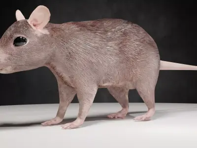 Mouse rat rigged  Animations Low-poly 3D model