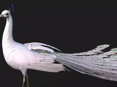 Peacock V3E Free 3D model