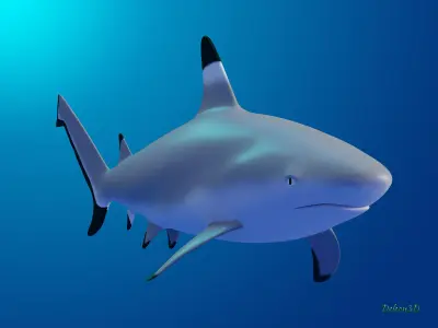 Blacktip Reef shark 3D model