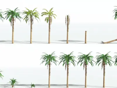 EVERYPlant African Oil Palm 1 --16 Models-- 3D model
