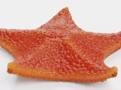 -Bat Starfish Red Rigged- 3D model