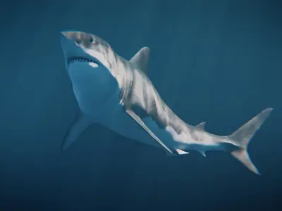 White Shark rigged and animated Blender3D Low-poly 3D model