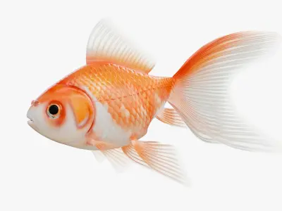 Goldfish Red White Veiltail 3D model