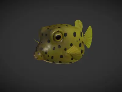Puffer fish 01 Low-poly 3D model
