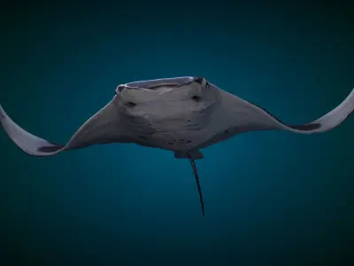 Manta Ray Animated 3D model