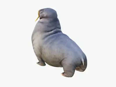 Walrus Free 3D model