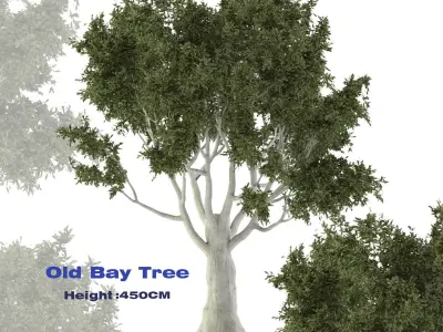 Old Bay Tree Free 3D model
