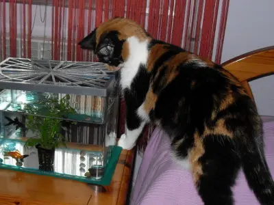 Lid for a fish tank Free 3D print model