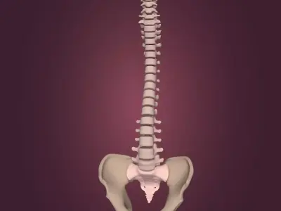 Spine - Tailbone - Sternum Low-poly 3D model